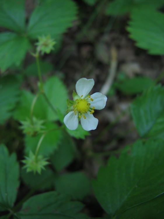 Fragaria vesca